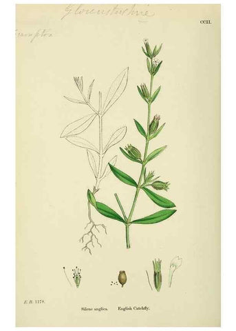Reproducción/Reproduction 48754887963: English botany, or, Coloured figures of British plants /. London :R. Hardwicke,1863-1886.. 