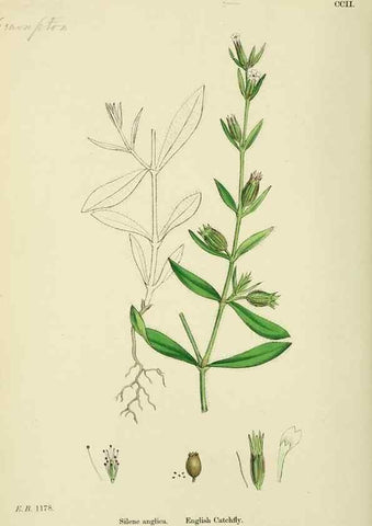 Reproducción/Reproduction 48754887963: English botany, or, Coloured figures of British plants /. London :R. Hardwicke,1863-1886.. 