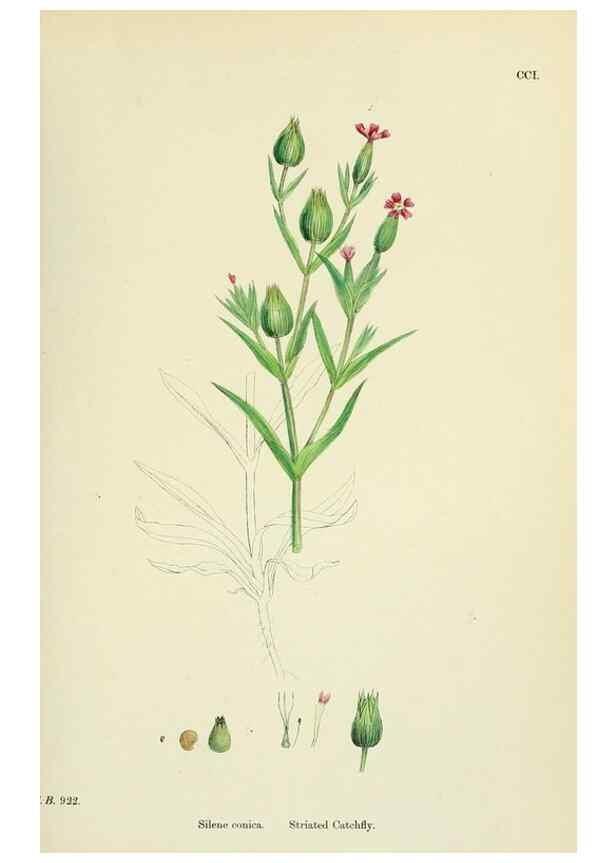Reproducción/Reproduction 48755208911: English botany, or, Coloured figures of British plants /. London :R. Hardwicke,1863-1886.. 