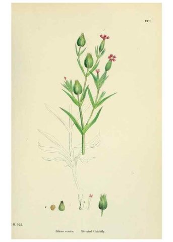 Reproducción/Reproduction 48755208911: English botany, or, Coloured figures of British plants /. London :R. Hardwicke,1863-1886.. 
