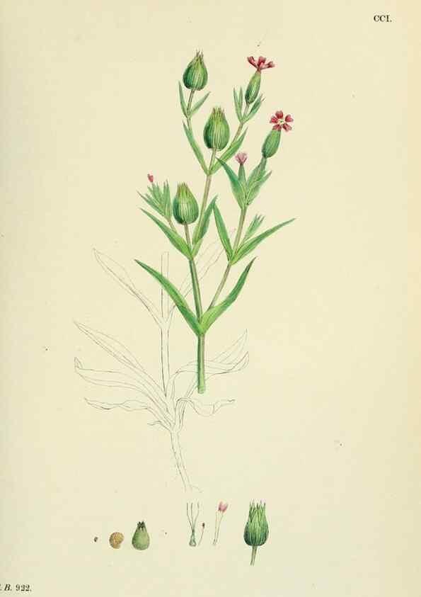 Reproducción/Reproduction 48755208911: English botany, or, Coloured figures of British plants /. London :R. Hardwicke,1863-1886.. 