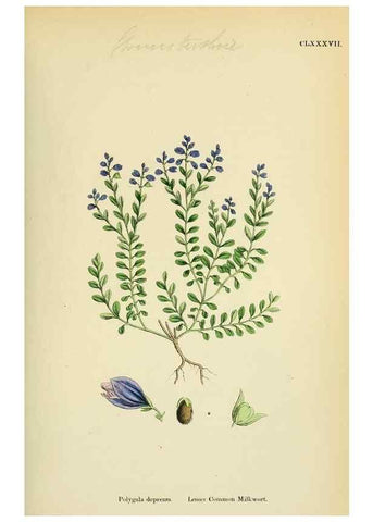 Reproducción/Reproduction 48755203256: English botany, or, Coloured figures of British plants /. London :R. Hardwicke,1863-1886.. 