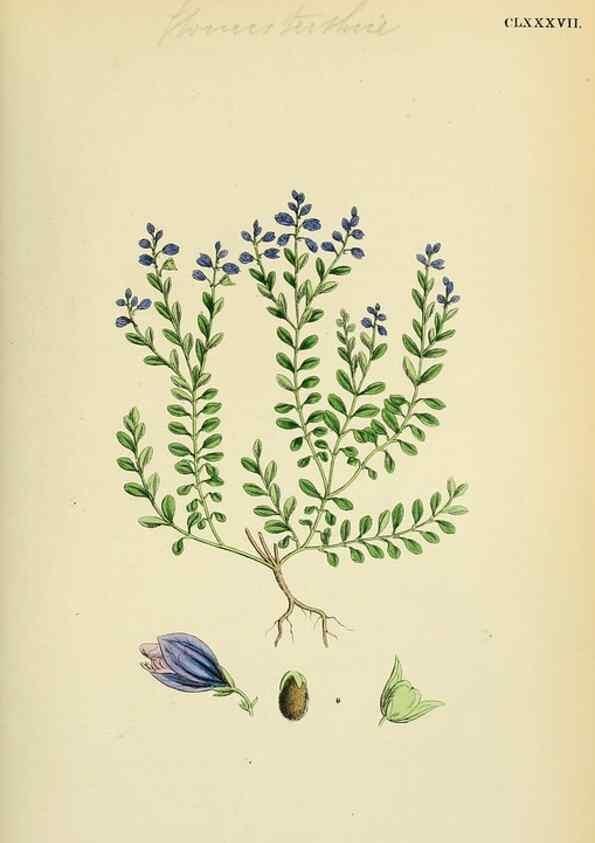 Reproducción/Reproduction 48755203256: English botany, or, Coloured figures of British plants /. London :R. Hardwicke,1863-1886.. 