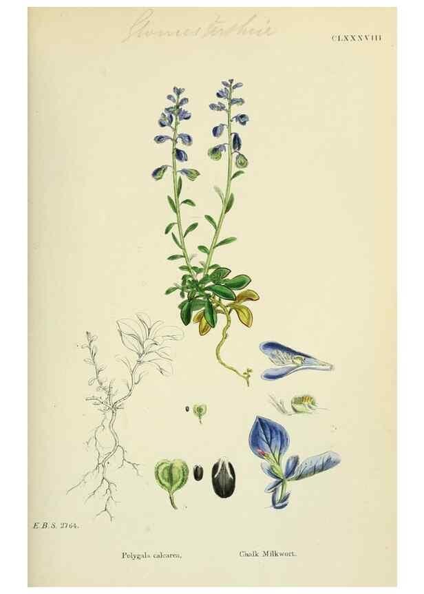 Reproducción/Reproduction 48754881918: English botany, or, Coloured figures of British plants /. London :R. Hardwicke,1863-1886.. 