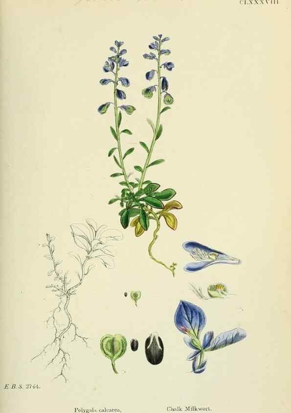 Reproducción/Reproduction 48754881918: English botany, or, Coloured figures of British plants /. London :R. Hardwicke,1863-1886.. 