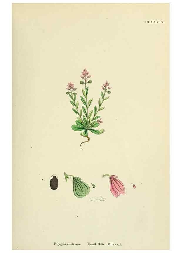 Reproducción/Reproduction 48754882238: English botany, or, Coloured figures of British plants /. London :R. Hardwicke,1863-1886.. 