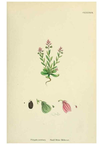 Reproducción/Reproduction 48754882238: English botany, or, Coloured figures of British plants /. London :R. Hardwicke,1863-1886.. 