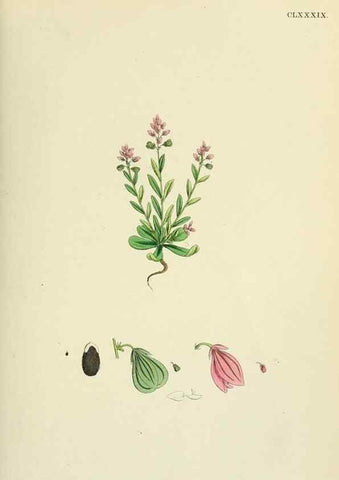 Reproducción/Reproduction 48754882238: English botany, or, Coloured figures of British plants /. London :R. Hardwicke,1863-1886.. 