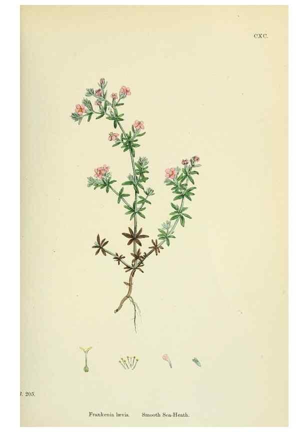 Reproducción/Reproduction 48755398822: English botany, or, Coloured figures of British plants /. London :R. Hardwicke,1863-1886.. 
