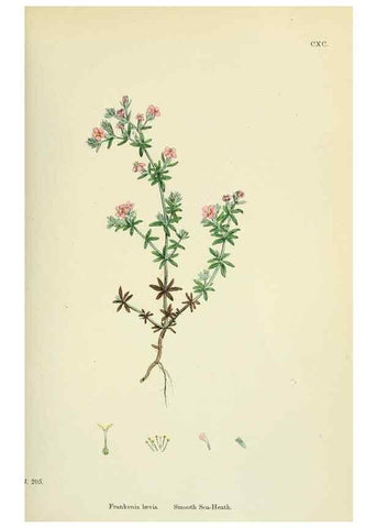 Reproducción/Reproduction 48755398822: English botany, or, Coloured figures of British plants /. London :R. Hardwicke,1863-1886.. 