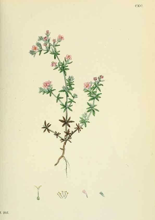 Reproducción/Reproduction 48755398822: English botany, or, Coloured figures of British plants /. London :R. Hardwicke,1863-1886.. 