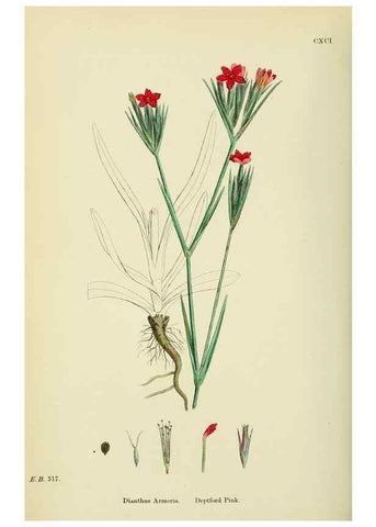 Reproducción/Reproduction 48755399227: English botany, or, Coloured figures of British plants /. London :R. Hardwicke,1863-1886.. 