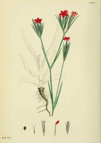 Reproducción/Reproduction 48755399227: English botany, or, Coloured figures of British plants /. London :R. Hardwicke,1863-1886.. 