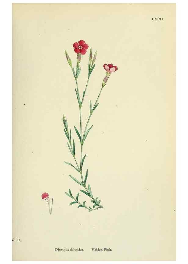Reproducción/Reproduction 48755399607: English botany, or, Coloured figures of British plants /. London :R. Hardwicke,1863-1886.. 