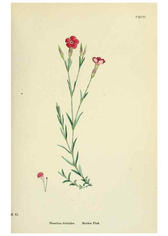Reproducción/Reproduction 48755399607: English botany, or, Coloured figures of British plants /. London :R. Hardwicke,1863-1886.. 