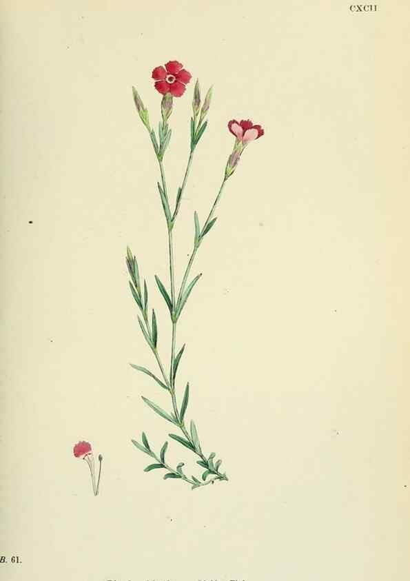 Reproducción/Reproduction 48755399607: English botany, or, Coloured figures of British plants /. London :R. Hardwicke,1863-1886.. 
