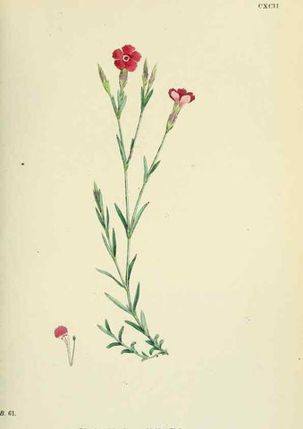 Reproducción/Reproduction 48755399607: English botany, or, Coloured figures of British plants /. London :R. Hardwicke,1863-1886.. 