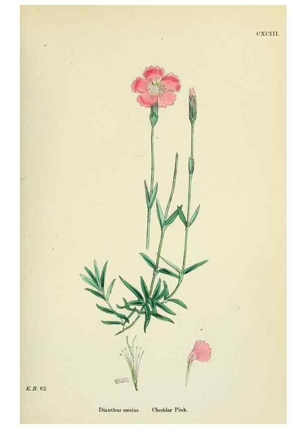 Reproducción/Reproduction 48755205331: English botany, or, Coloured figures of British plants /. London :R. Hardwicke,1863-1886.. 