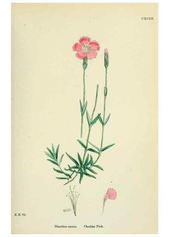 Reproducción/Reproduction 48755205331: English botany, or, Coloured figures of British plants /. London :R. Hardwicke,1863-1886.. 