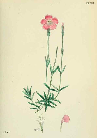 Reproducción/Reproduction 48755205331: English botany, or, Coloured figures of British plants /. London :R. Hardwicke,1863-1886.. 