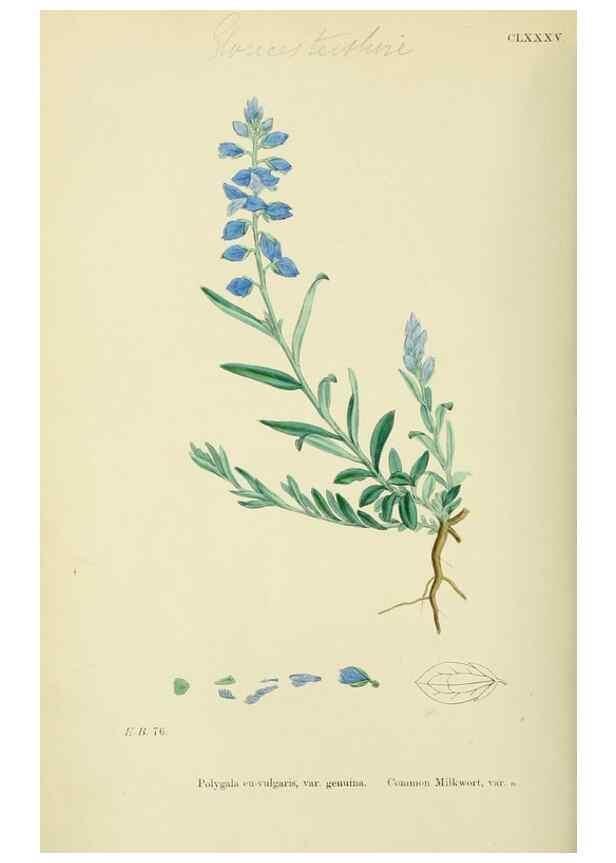 Reproducción/Reproduction 48755202506: English botany, or, Coloured figures of British plants /. London :R. Hardwicke,1863-1886.. 