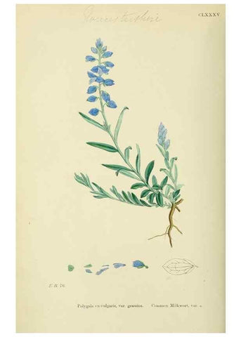 Reproducción/Reproduction 48755202506: English botany, or, Coloured figures of British plants /. London :R. Hardwicke,1863-1886.. 