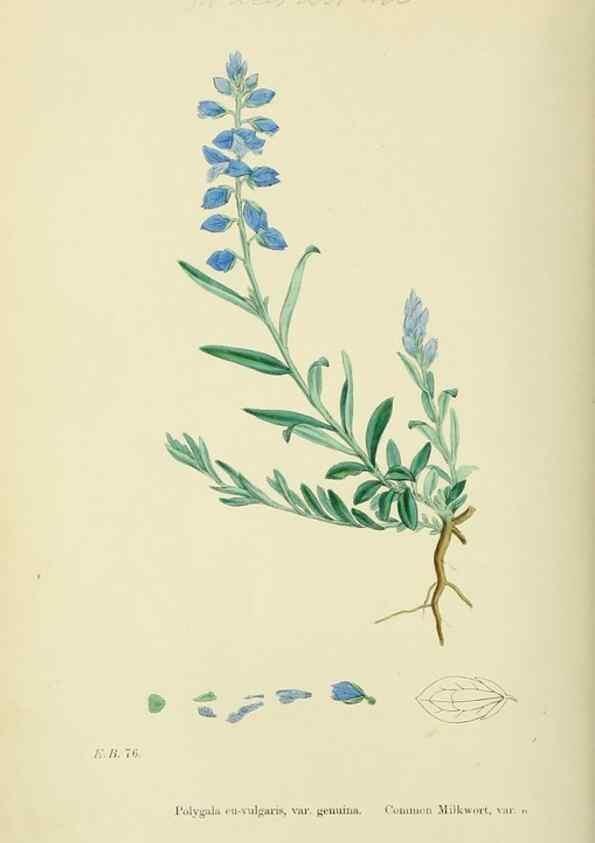 Reproducción/Reproduction 48755202506: English botany, or, Coloured figures of British plants /. London :R. Hardwicke,1863-1886.. 