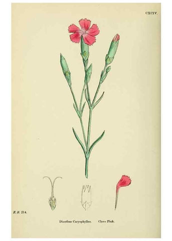 Reproducción/Reproduction 48754884373: English botany, or, Coloured figures of British plants /. London :R. Hardwicke,1863-1886.. 