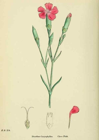Reproducción/Reproduction 48754884373: English botany, or, Coloured figures of British plants /. London :R. Hardwicke,1863-1886.. 