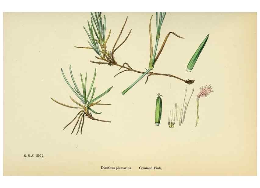 Reproducción/Reproduction 48755401152: English botany, or, Coloured figures of British plants /. London :R. Hardwicke,1863-1886.. 