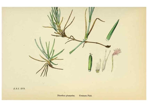 Reproducción/Reproduction 48755401152: English botany, or, Coloured figures of British plants /. London :R. Hardwicke,1863-1886.. 