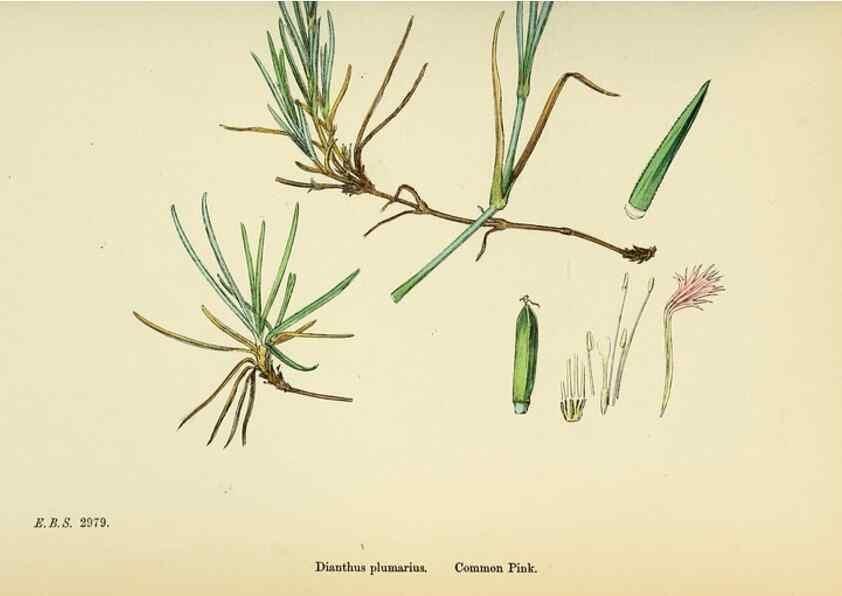 Reproducción/Reproduction 48755401152: English botany, or, Coloured figures of British plants /. London :R. Hardwicke,1863-1886.. 