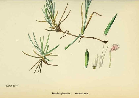 Reproducción/Reproduction 48755401152: English botany, or, Coloured figures of British plants /. London :R. Hardwicke,1863-1886.. 