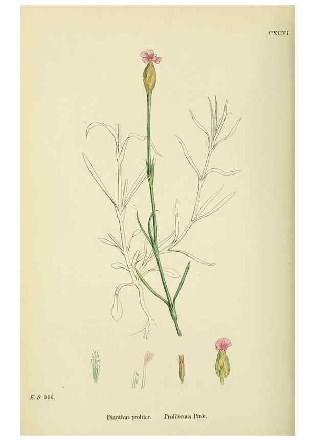 Reproducción/Reproduction 48755401592: English botany, or, Coloured figures of British plants /. London :R. Hardwicke,1863-1886.. 