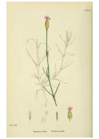 Reproducción/Reproduction 48755401592: English botany, or, Coloured figures of British plants /. London :R. Hardwicke,1863-1886.. 