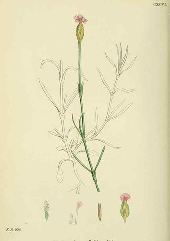 Reproducción/Reproduction 48755401592: English botany, or, Coloured figures of British plants /. London :R. Hardwicke,1863-1886.. 