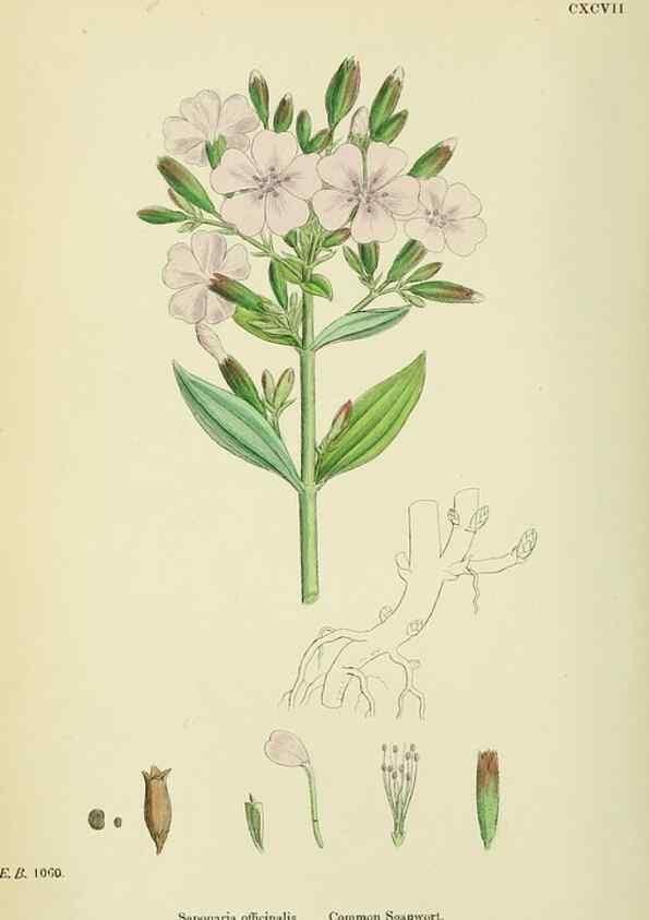 Reproducción/Reproduction 48754885933: English botany, or, Coloured figures of British plants /. London :R. Hardwicke,1863-1886.. 