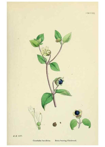 Reproducción/Reproduction 48754886268: English botany, or, Coloured figures of British plants /. London :R. Hardwicke,1863-1886.. 