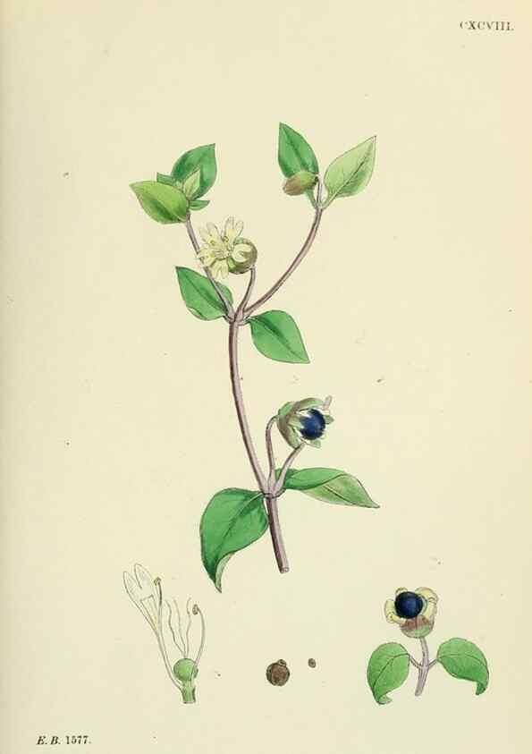 Reproducción/Reproduction 48754886268: English botany, or, Coloured figures of British plants /. London :R. Hardwicke,1863-1886.. 