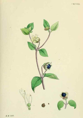 Reproducción/Reproduction 48754886268: English botany, or, Coloured figures of British plants /. London :R. Hardwicke,1863-1886.. 