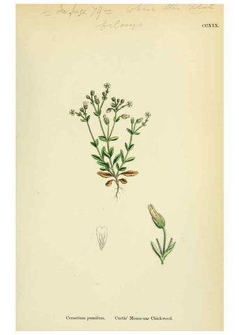 Reproducción/Reproduction 48755402732: English botany, or, Coloured figures of British plants /. London :R. Hardwicke,1863-1886.. 