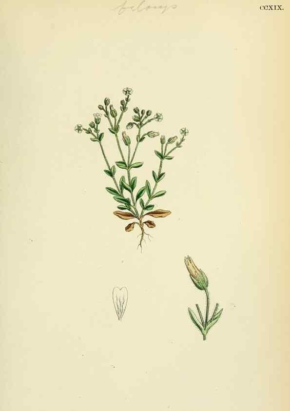Reproducción/Reproduction 48755402732: English botany, or, Coloured figures of British plants /. London :R. Hardwicke,1863-1886.. 