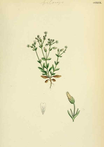 Reproducción/Reproduction 48755402732: English botany, or, Coloured figures of British plants /. London :R. Hardwicke,1863-1886.. 