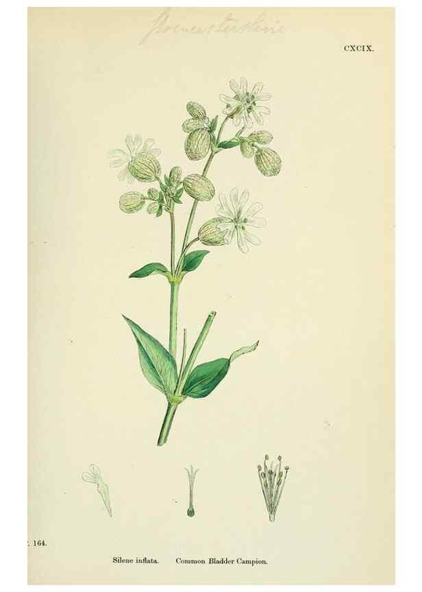Reproducción/Reproduction 48754886933: English botany, or, Coloured figures of British plants /. London :R. Hardwicke,1863-1886.. 