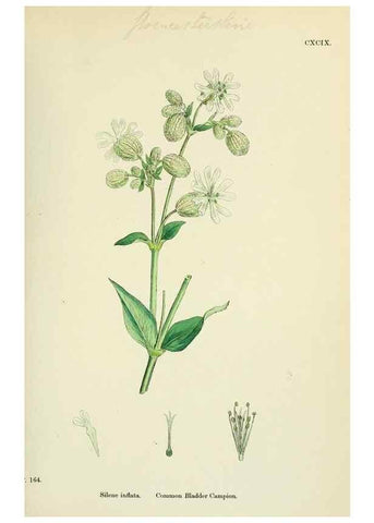 Reproducción/Reproduction 48754886933: English botany, or, Coloured figures of British plants /. London :R. Hardwicke,1863-1886.. 