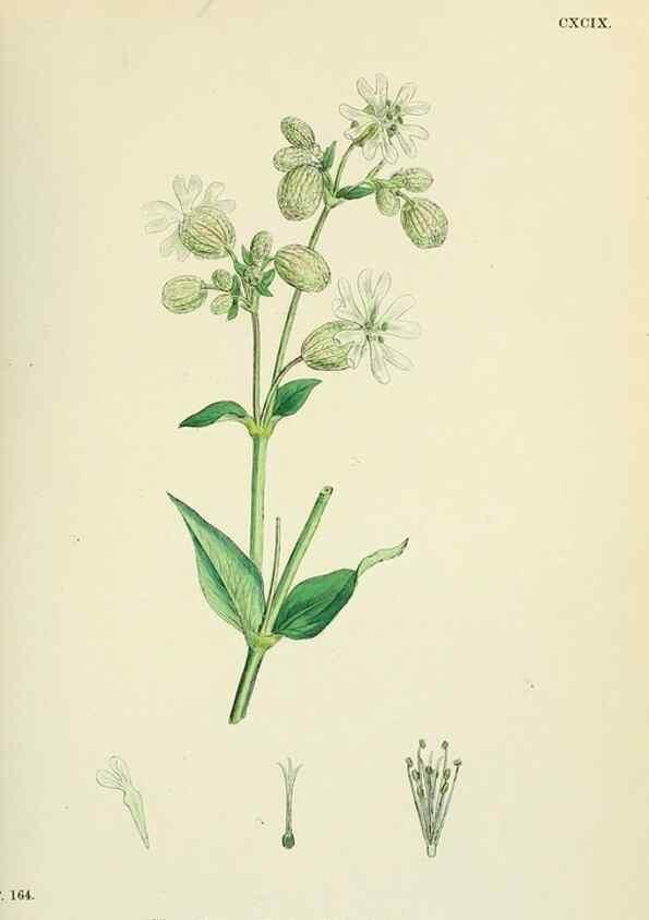 Reproducción/Reproduction 48754886933: English botany, or, Coloured figures of British plants /. London :R. Hardwicke,1863-1886.. 