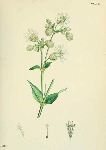 Reproducción/Reproduction 48754886933: English botany, or, Coloured figures of British plants /. London :R. Hardwicke,1863-1886.. 