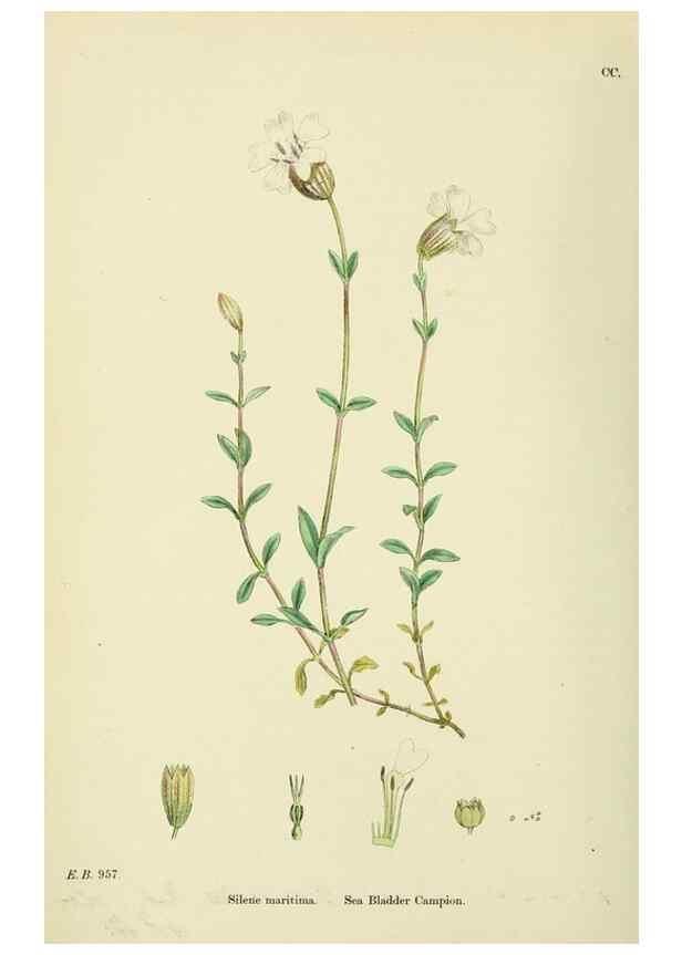Reproducción/Reproduction 48754887303: English botany, or, Coloured figures of British plants /. London :R. Hardwicke,1863-1886.. 