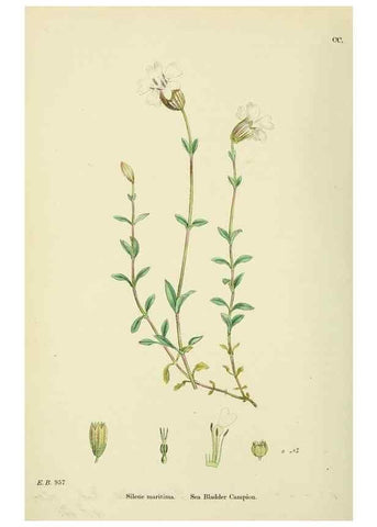 Reproducción/Reproduction 48754887303: English botany, or, Coloured figures of British plants /. London :R. Hardwicke,1863-1886.. 
