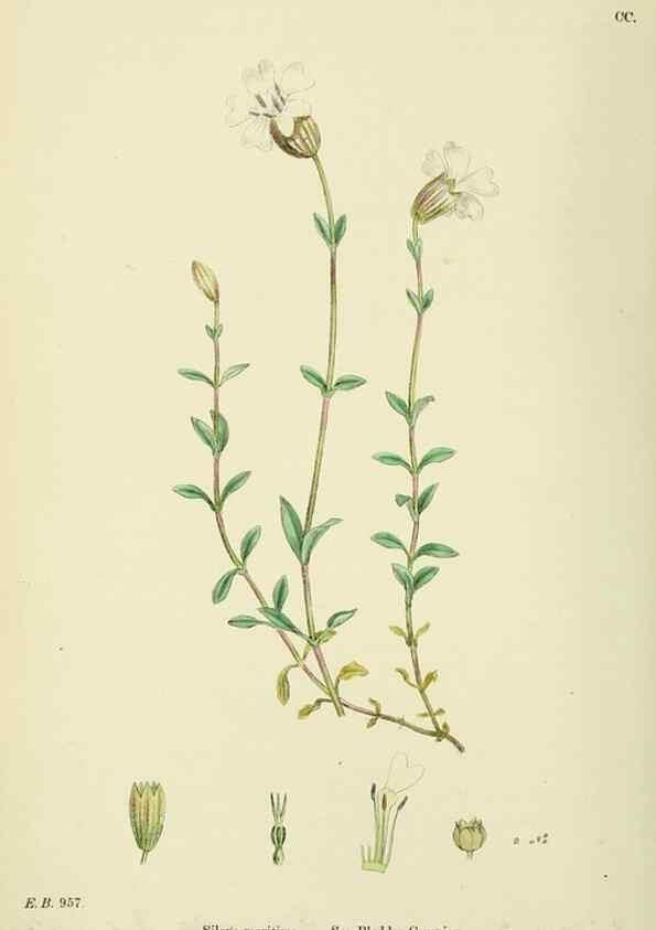 Reproducción/Reproduction 48754887303: English botany, or, Coloured figures of British plants /. London :R. Hardwicke,1863-1886.. 